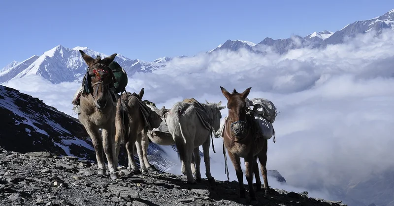 L'Annapurna : le trek qui m'a brisé puis reconstruit