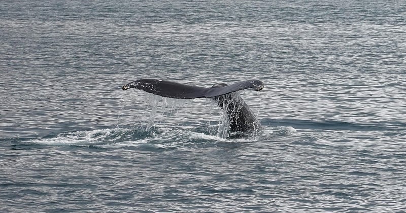 Où observer les baleines en Méditerranée au printemps : le guide