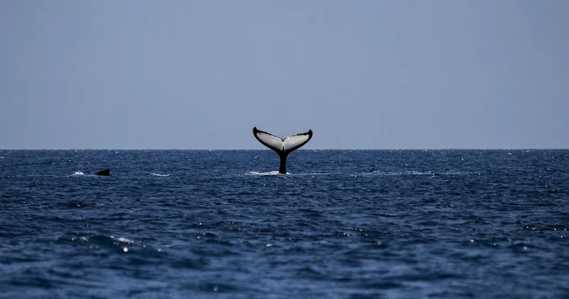 Où voir des baleines en Méditerranée : les zones de départ qui fonctionnent