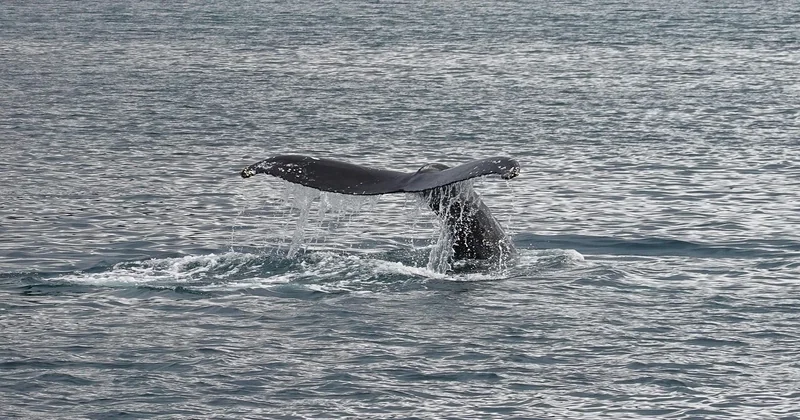 Quelles sont les chances réelles de rencontrer une baleine ?